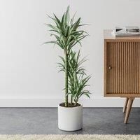 Dracaena Warneckei House Plant in Capri Pot