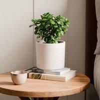 Jade House Plant in Capri Pot