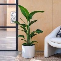 Capri Plant Pot