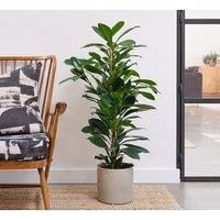 Capri Plant Pot