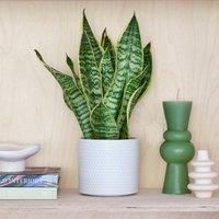 Capri Plant Pot