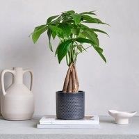 Capri Plant Pot