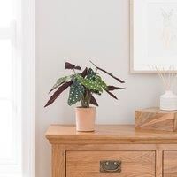 Artificial Polka Dot Begonia in Orange Cement Plant Pot