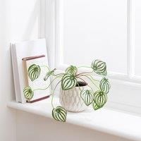 Artificial Peperomia Plant in Cream Ceramic Plant Pot