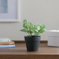 Artificial Fittonia Plant in Black Plant Pot