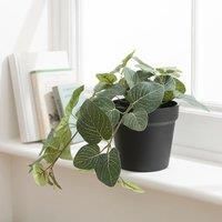 Artificial Trailing Fittonia Plant in Black Plant Pot