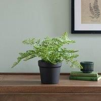 Artificial Maidenhair Fern in Black Plant Pot