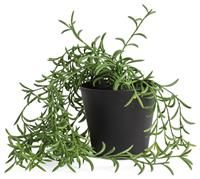 Habitat Medium Artificial Trailing Fern Plant