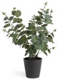Habitat Artificial Large Eucalyptus Plant in Matte Black Pot