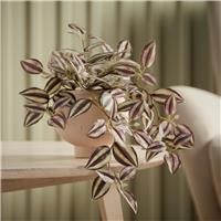 Argos Home Artificial Brown Trailing Plant in Ceramic Pot