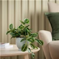 Argos Home Artificial Green Tradescantia in Grey Ceramic Pot