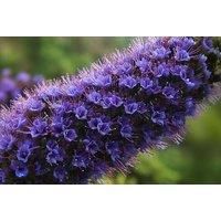 You Garden 'Pride Of Madeira' Echium Candicans Plant - 2 X 2L