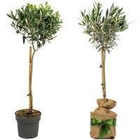 Olive Tree - Gift Wrapped And Bundle - 3 Options