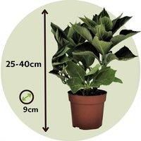 Plant in a Box - Hortensia macrophylla /'Teller/' - Mix of 6 - Garden Hydrangea - Pot 9cm - Height 25-40cm