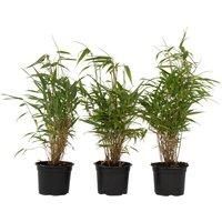 Set Of 3 Fargesia Rufa Dragonhead Bamboo!