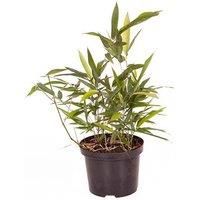 Black Bamboo 'Phyllostachys Nigra' Plant In 3L Pot
