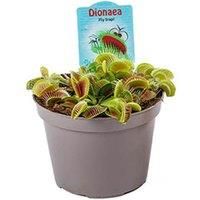 12Cm Venus Fly Trap Potted Plant