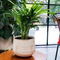Ivyline Pot Como Cream - H17Cm D21Cm