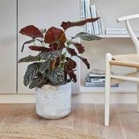 Ivyline Round Tivoli Planter in Grey - UV Stable, Stylish & Waterproof - Durable Tabletop Rustic Glazed Decorative Indoor Flower Pot - H25cm x D26cm