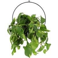 Fallen Fruits Wall Mounted Plant Pot