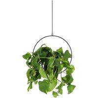 Fallen Fruits Hanging Plant Pot