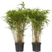 Fargesia Nitida 'Gansu' Bamboo Set!