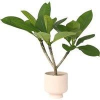 Frangipani (Plumeria Rubra) Flowering Tropical Shrub - 45-55Cm In 17Cm Pot