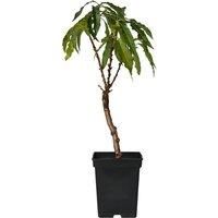 Dwarf Bonanza Peach Tree With Fragrant Blossoms And Sweet Peaches!