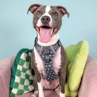 Blackjack Tough Trails Dog Harness