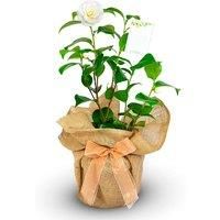 Camellia Gift Wrapped Anniversary Plant - 3 Options! - Silver