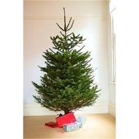 1.5m to 1.75m Premier NORDMAN Fir Christmas Tree (Low Needle Drop)