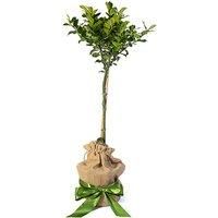 Gift-Wrapped Holly 'Blue Maid' Planted Tree